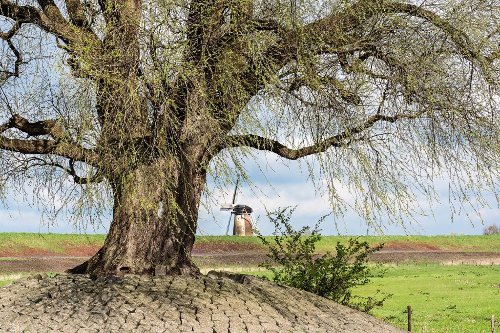 plano de un arbol